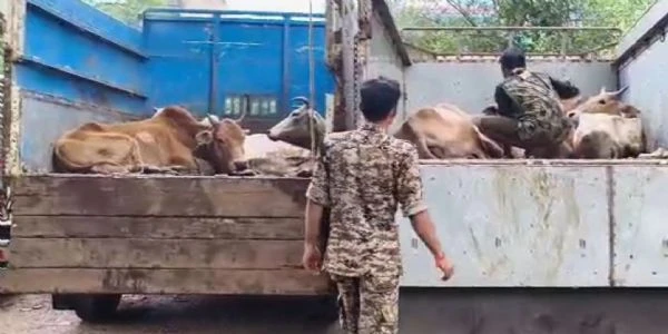 झाड़ग्राम में पुलिस की बड़ी कार्रवाई दो तेज रफ्तार गाड़ियों से बरामद हुए 22 मवेशी
